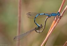 02 Becher-Azurjungfer Paarung bei Giflitz